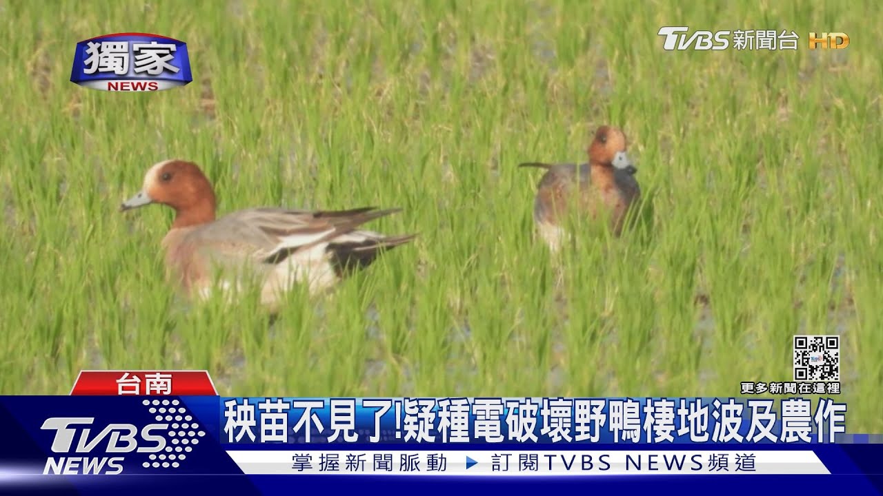 秧苗慘遭「鬼剃頭」!農民苦惱凶手監視器現形竟然是牠