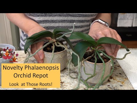How to Repot a Novelty Phalaenopsis Orchid with LONG Aerial Roots | Orchid Repot with Aerial Roots