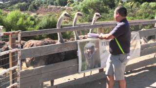 preview picture of video 'Andrewgyny Feeds the Ostriches at OstrichLand USA'