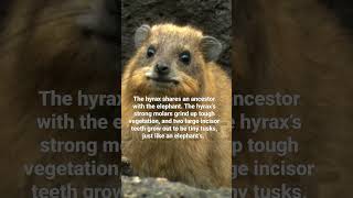 Useless info of the day, Hyrax is Elephant