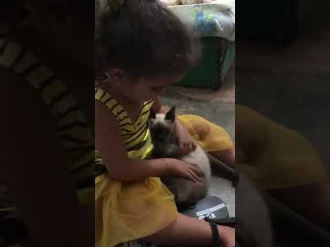 🤣🤣🤣🤣 Luanne e seu amor por gatos kkkk