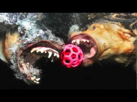 Amazing Underwater Dogs - Photographer Seth Casteel