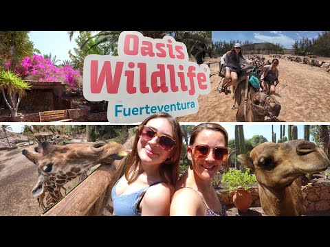 OASIS Wildlife Fuerteventura 2024 - CAMEL RIDE, Our REVIEW & How to get there!