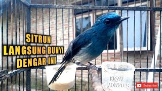 Download lagu SUARA BURUNG SITRUN mp3