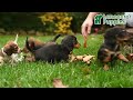 Miniature Dachshund dogs for sale: Felicity  - Video 1
