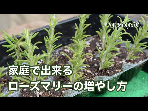 ローズマリーの越冬のヒント 植物