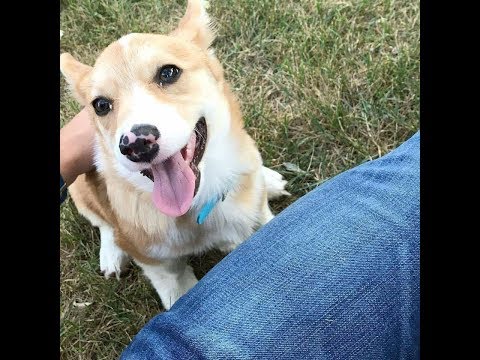 Peaches, joacă-te mereu cu un prieten răbdător -  zise Joe, prietenul meu