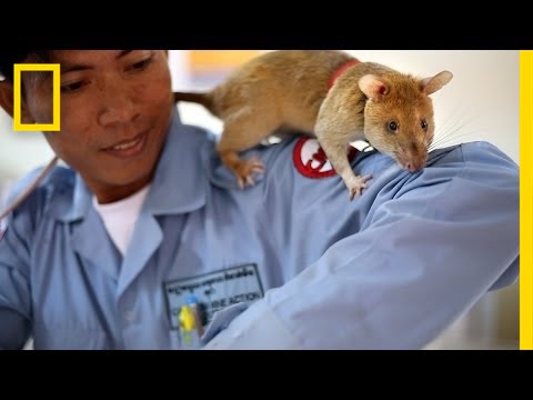 These Huge Rats Can Sniff Out Land Mines | National Geographic