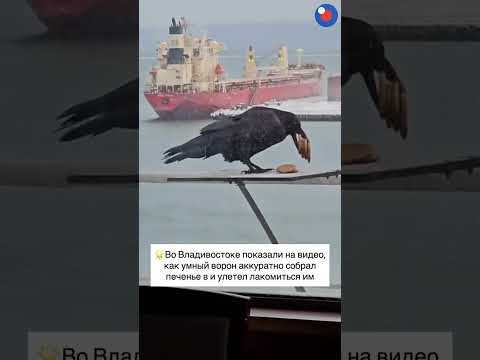 И ведь не сдался 👏🐦‍⬛🖤