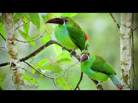 Meet the Crimson-Rumped Toucanets