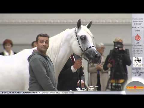 First place Berlin Cup Werder 2015 - Senior Female Championship (Class 19) - N.43 NOOF AL NASSER