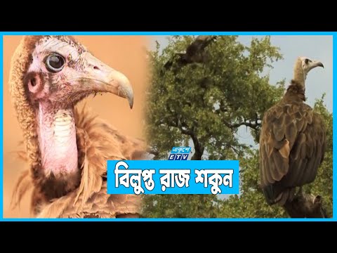 বাংলা শকুন রক্ষায় সরকারের বিশেষ কার্যক্রম পরিচালনা