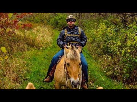 Norwegian Fjord Horses Trail Riding