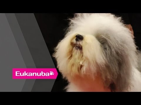 World Dog Show 2013 Best in Show Final