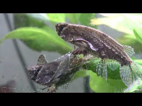 Watch Video on YouTube