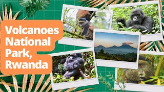 Revealing the Secret of Volcanoes National Park, Rwanda