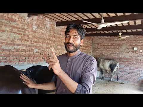 Haji abbas sialkot 0341-4793856..0300-9522461