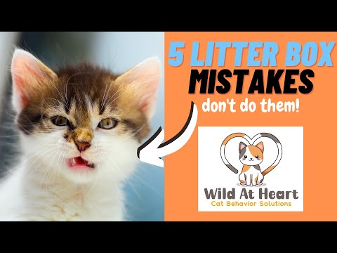 5 Litter Box Mistakes - DON'T DO THEM!