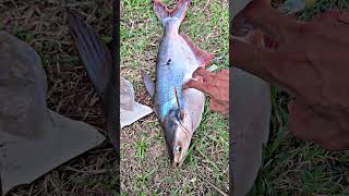 Ini dia Ikannya #slingshot #fishing #angler #hunting