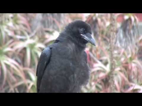 Raven Diaries 4 The Crystal Cove Project Movie Trailer