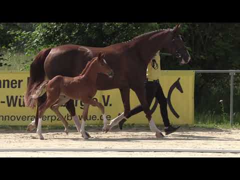 SF Von und ZU   Rotspon
