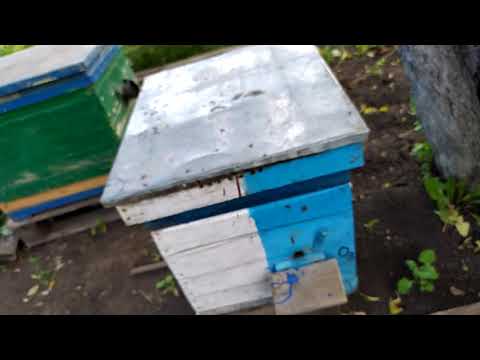 33+°C в тени, цветет акация белая, фацелия, шиповник. 07/06/2020.