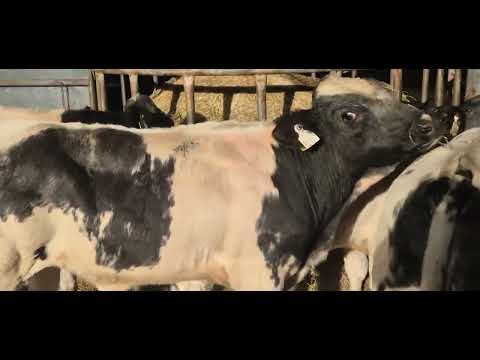 6 Quality Belgian blue bull weanlings for sale - Image 2