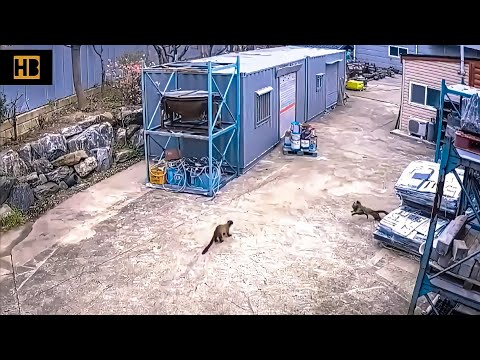 YouTube video about: Who would win a cat or a weasel?