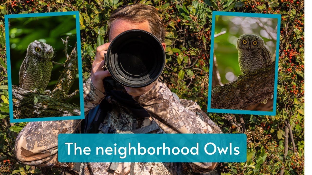 Photographing the neighborhood Owls. Getting Western Screech Owl chicks in your own backyard!