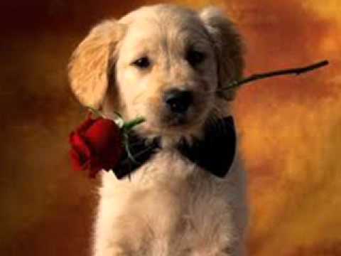 Milena stubline necu da te zovem necu da se javim