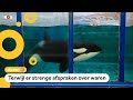 Orka Morgan moet tóch shows geven in Spanje