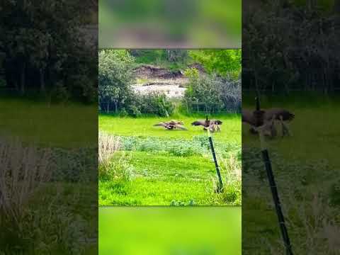 Fox Attacks — But These Geese Fight Back