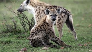 HYENA REMEMBERS OWNER AFTER 7 YEARS!