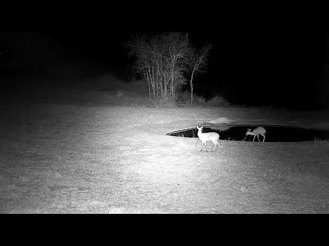 Djuma: Duiker and Steenbok get drink at the pan together  - 22:45 - 08/18/21