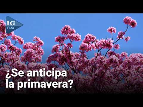 Lapachos y azahares: ¿Qué especies florecen primero en Tucumán antes del inicio de la primavera?