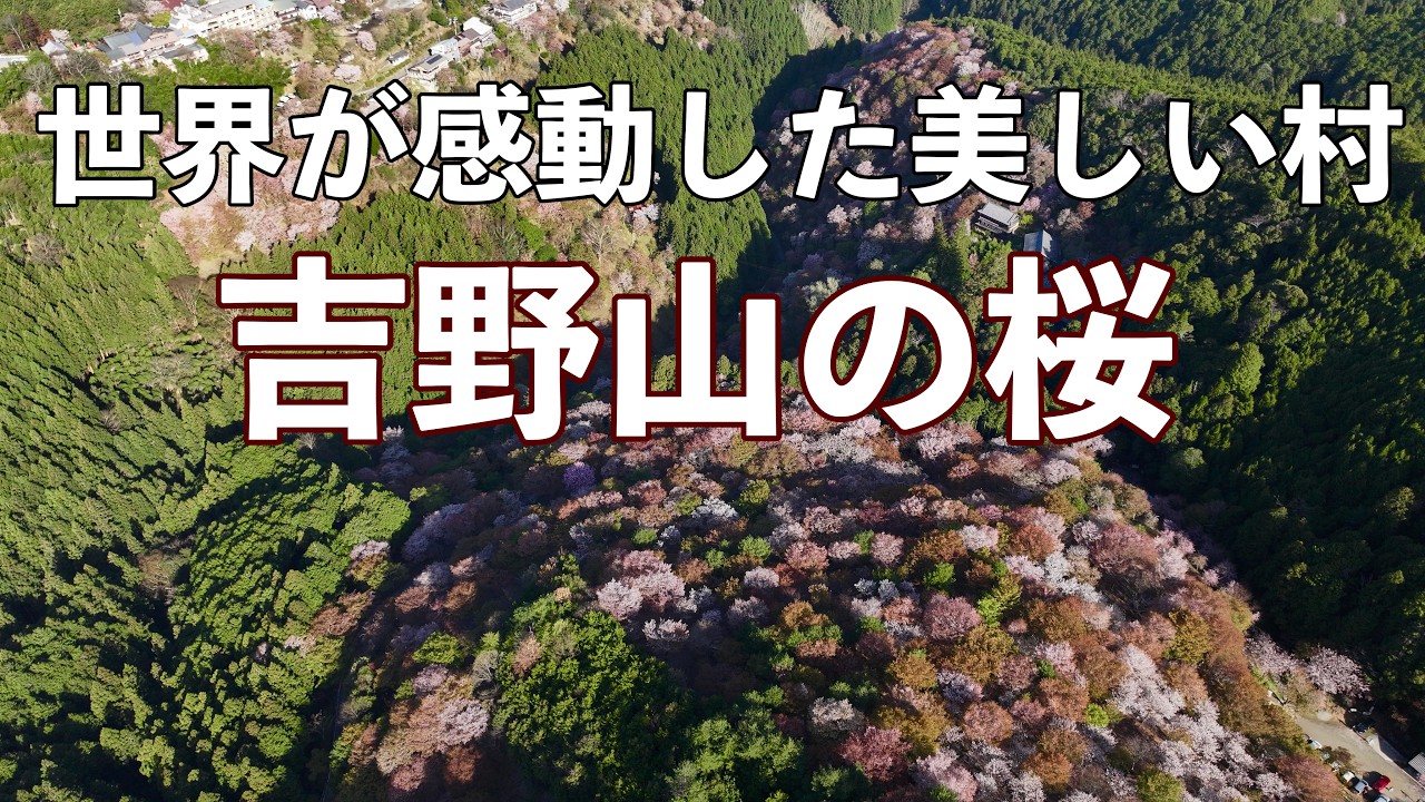 世界が感動した美しい村！奈良県「日本一の吉野山の桜」ドローン男子空撮