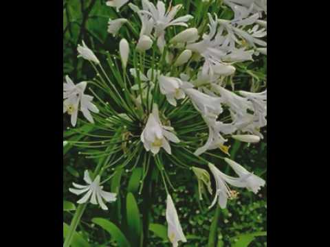 アガパンサスを成長させ、開花を促進するにはどのような肥料を使用すればよいでしょうか?  庭園