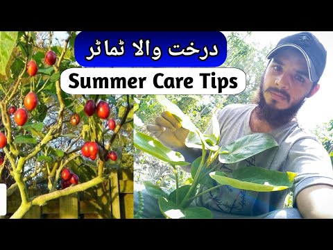 How To Grow Tomatoes At Home | Tree Tomato / Tamarillo | Rare Garden