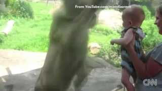 Lions, tigers, bears, cheathe, panthers, leopards, come and eat-my-kid cnn Are the parents nuts?