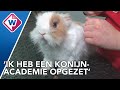 Wat doet een konijnendeskundige? - OMROEP WEST