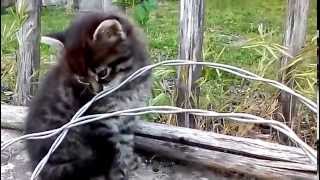 preview picture of video 'B&B Podere le Chiastre....gattini alla riscossa---B&B Podere le Chiastre's Life of Kittens'