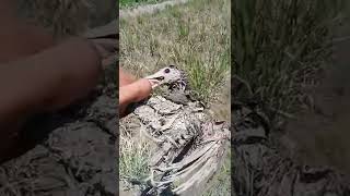 Download lagu Burung Hud hud#nabi mp3 Download lagu Burung Hud hud#nabi mp3