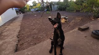 So lovely booboo #dog #animals #puppy #cute