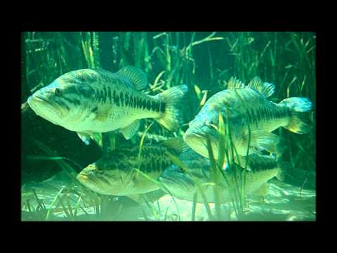 Tom Wanks -  Gay ate my bass (2014)