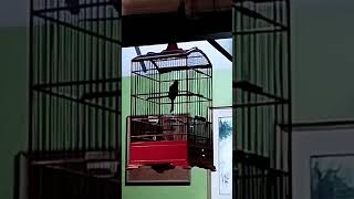 Download lagu Kedasih Hitam Gacor ikut nimbrung ketika bapak-bapak asik Ngobrol | #short #kedasih #cuckoo mp3