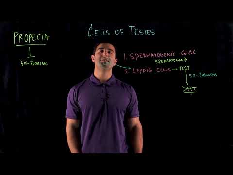 Three Types of Cells Found in the Testes