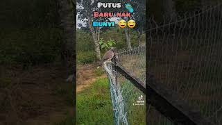 Download lagu PIKAT BURUNG BALAM  #birds mp3