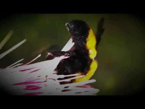 Tat Wale Baba -  Talking to the Bees