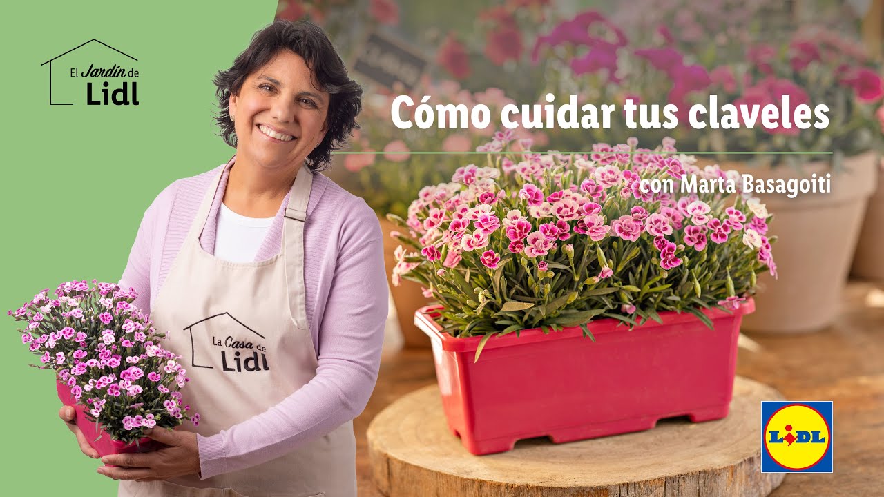 Cómo cuidar tus claveles 💐💙 | El Jardín De Lidl | Lidl España