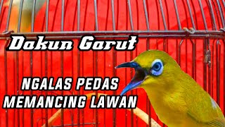 Download lagu SUARA ALAMI PLECI DAKUN GARUT NGALAS PEMANCING PLECI BAHAN mp3